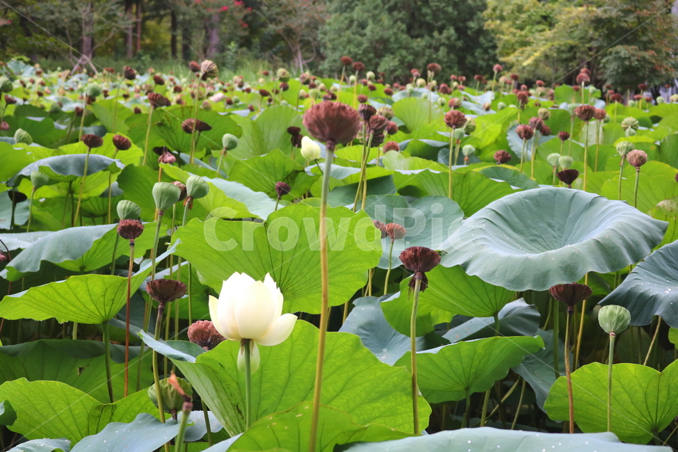 수련,연꽃,연잎,식물,수생식물,연,자연,식물,자연,plants,nature,꽃,flower