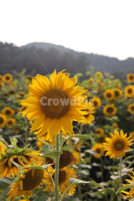 해바라기,가을,감성사진,꽃,플라워,식물,자연,plants,nature,꽃,flower