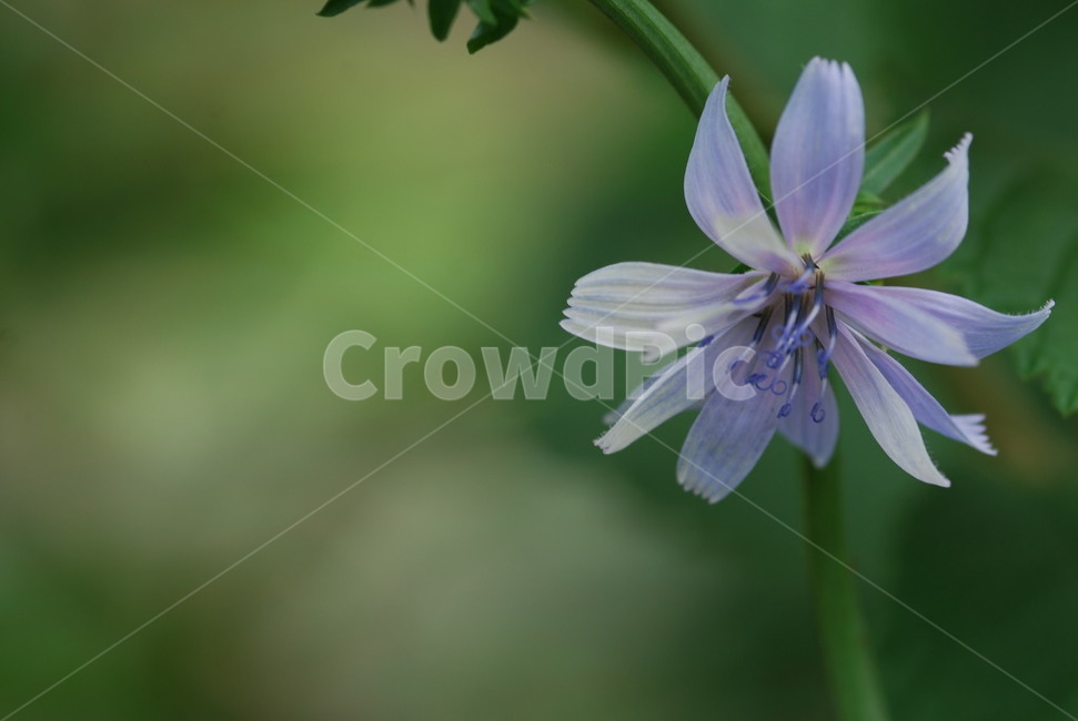 식물,꽃,flower,치커리,보라색,식물,자연,plants,nature,꽃,flower