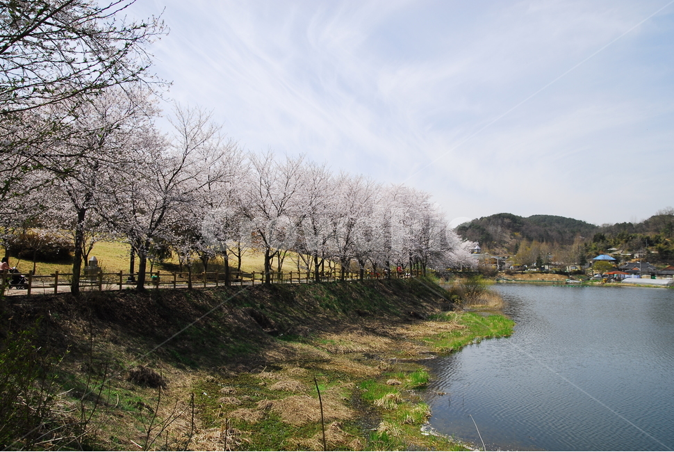 벚꽃,벚꽃길,공원,봄,하늘,호수,소풍