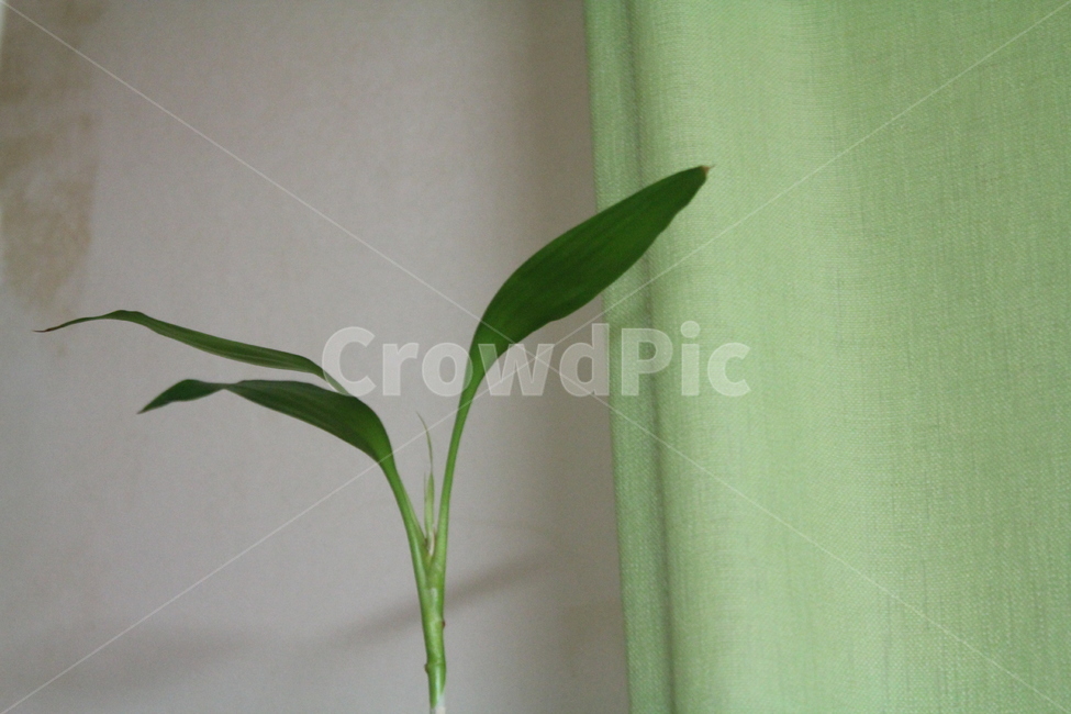 식물,자연,소품,초록,잎사귀,식물,자연,plants,nature