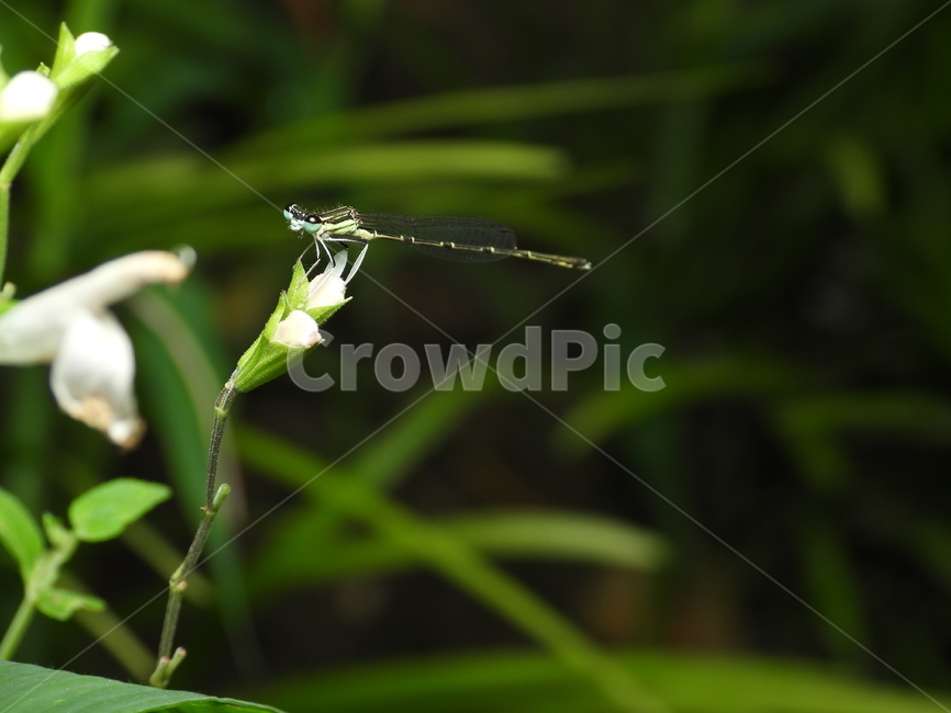 잠자리,곤충,자연,식물,녹색,동물,animal,곤충,벌레,insect,bug