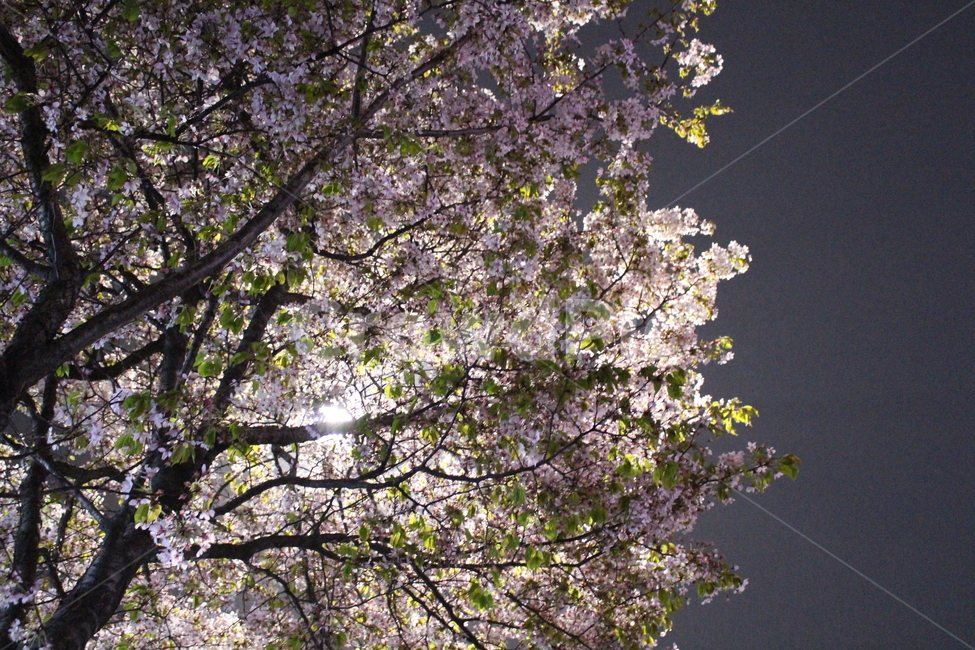 가로등,벚꽃,밤,풍경,오후,하늘