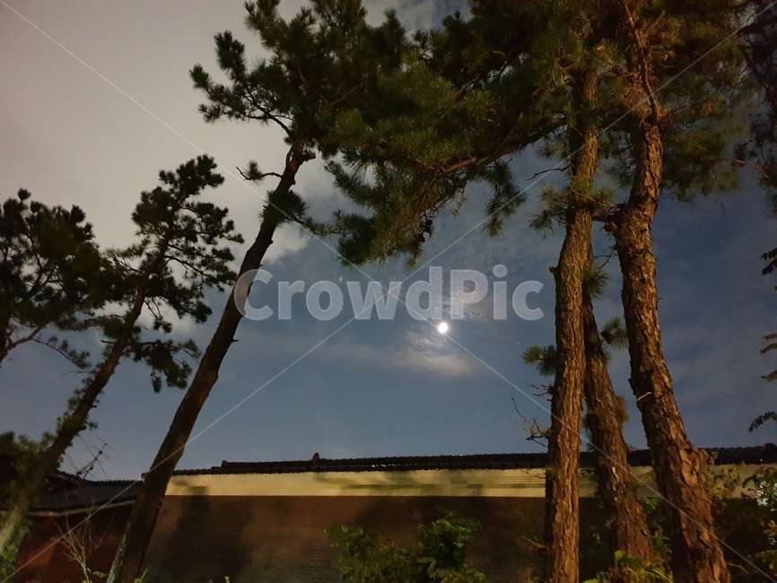 tree,나무,plant,식물,treetrunk,나무줄기,nature,자연,어두운,달,달빛,moon,식물,자연,plants,nature,나무,trees,wood