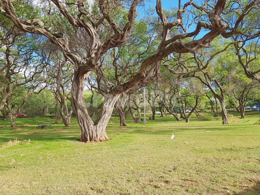 하와이,나무,plant,식물,treetrunk,나무줄기,배경,풍광,자연,자연,풍경,nature,landscape,식물,plants,나무,trees,wood,tree,tree trunk,나무 줄기