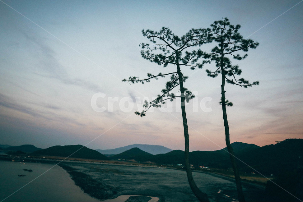 보령,오천항,나무,소나무,일몰,대천바다,읍성,부부송,자연,풍경,nature,landscape,한국자연풍경,한국자연경관,korea nature landscape,식물,plants,나무,trees,wood,outdoors,옥외,tree,plant