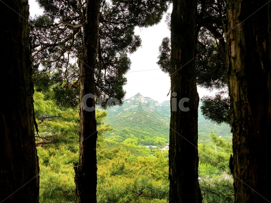 나무,산,녹색,푸르른,고요,자연,풍경,nature,landscape