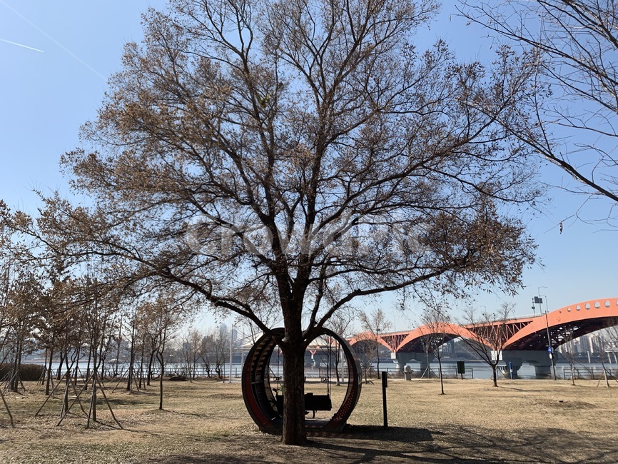 한강공원,한강,벤치,나무,성산대교,초봄,자연,풍경,nature,landscape,ground,바닥
