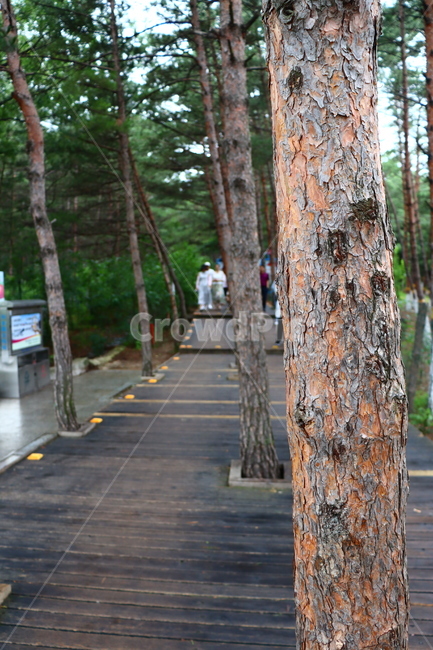 산책길,공원,소나무,산림,나무,잎사귀,푸른색,tree