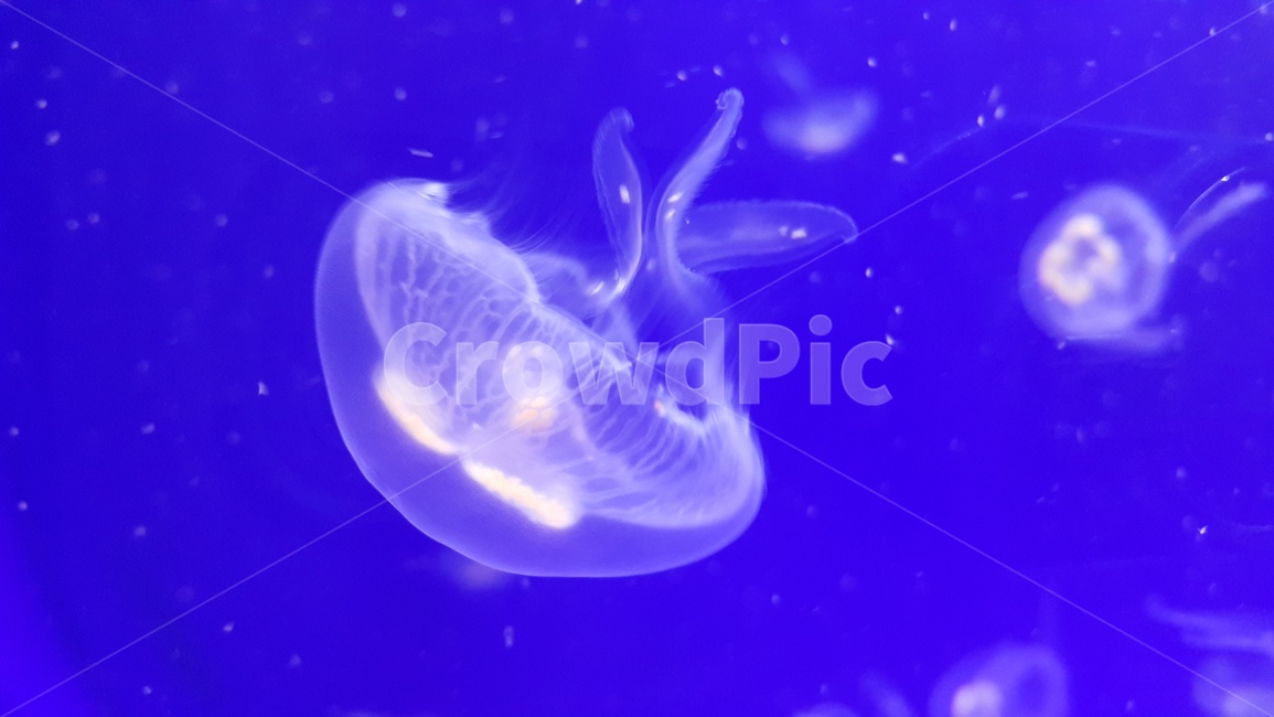 아쿠아리움,해파리,보름달물해파리,보름달해파리,심해,바다,강장동물,jellyfish,바다생물,동물,animal