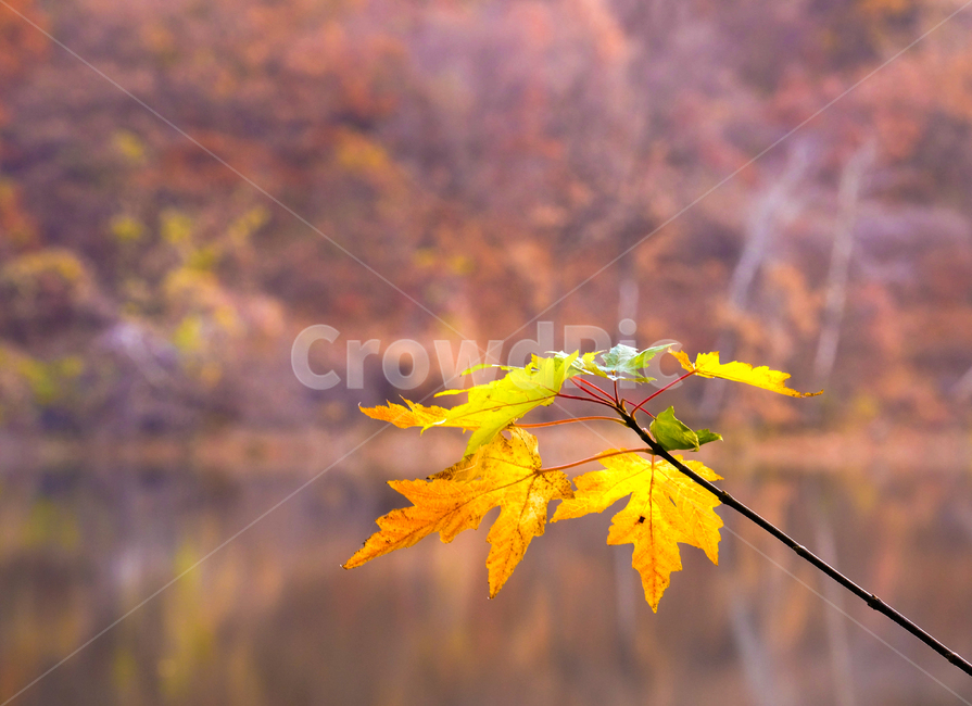 가을,나무,단풍,물,반영,가을,계절,fall,autumn,season,plant,식물,leaf,잎,tree