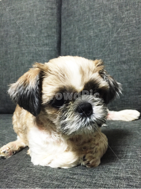 반려견,강아지,시추,애견,휴식,소파,동물,animal,포유류,mammal,개,강아지,dog,doggy