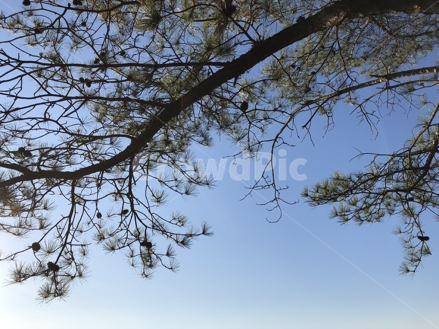 tree,나무,plant,식물,abies,conifer,구과식물,맑음,겨울,winter,branch