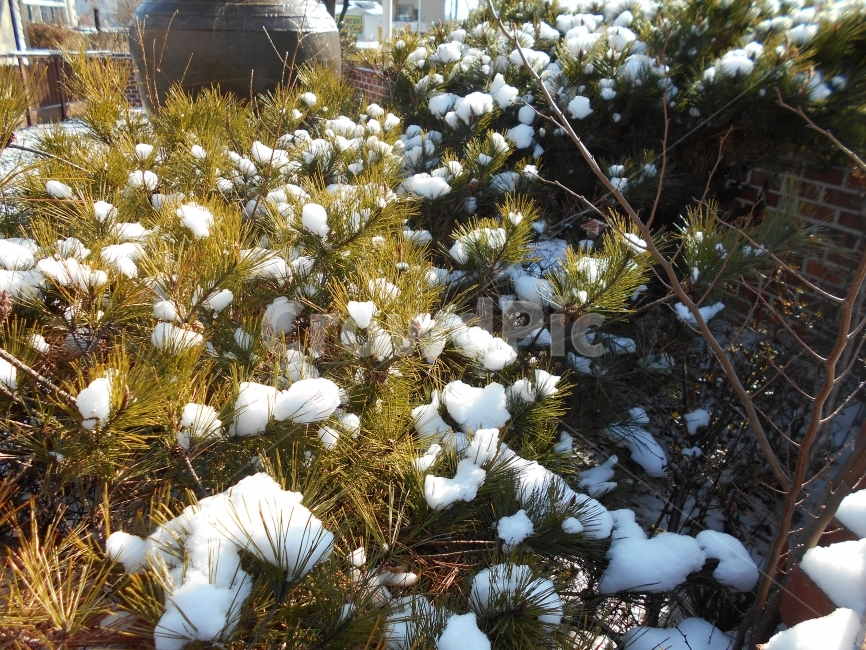 겨울,눈,소나무,장독대,한파,추위,snow,나무,풀,겨울,계절,winter,season,식물,자연,plants,nature