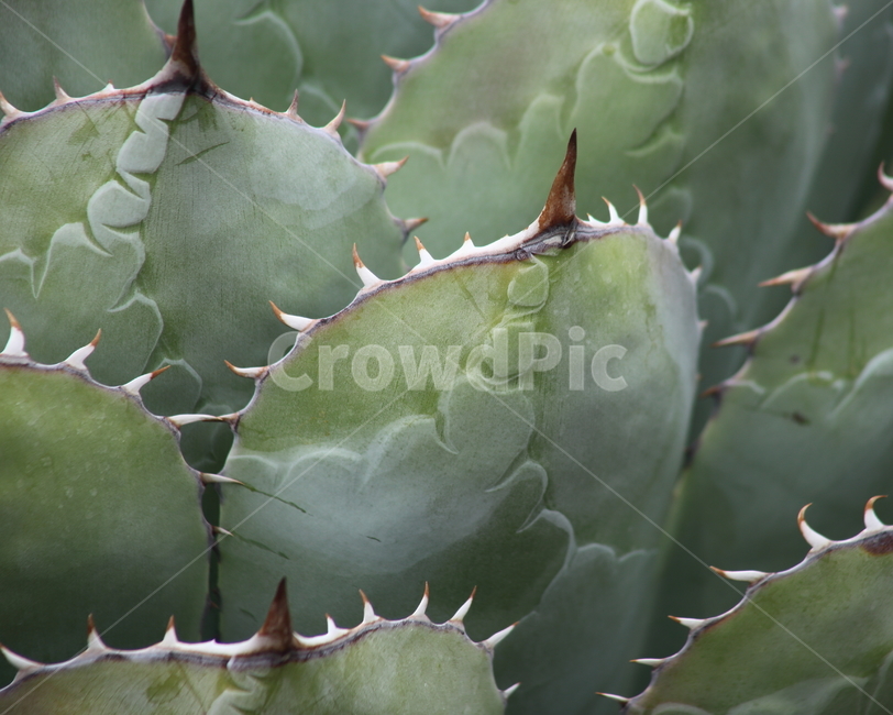 길상천,선인장,가시,온실,agaveparryiv,식물,자연,plants,nature