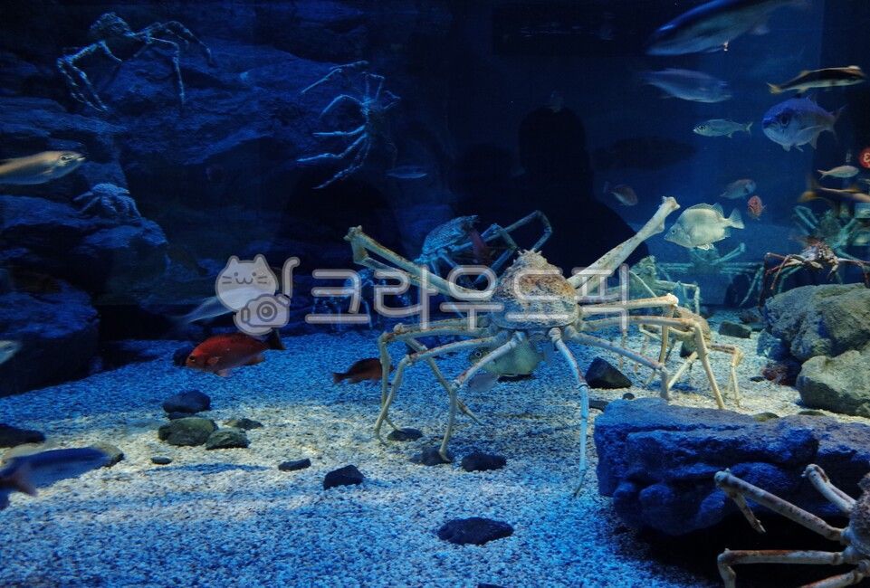 아쿠아리움,수족관,게,바다생물,갑각류,물고기,바다,물