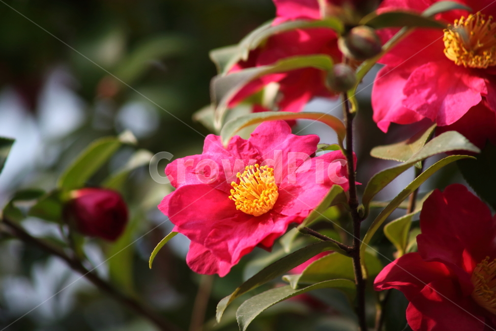 꽃,동백,식물,flower,camellia,봄꽃,봄,동백꽃,Camelliajaponica,식물,자연,plants,nature,꽃,flower