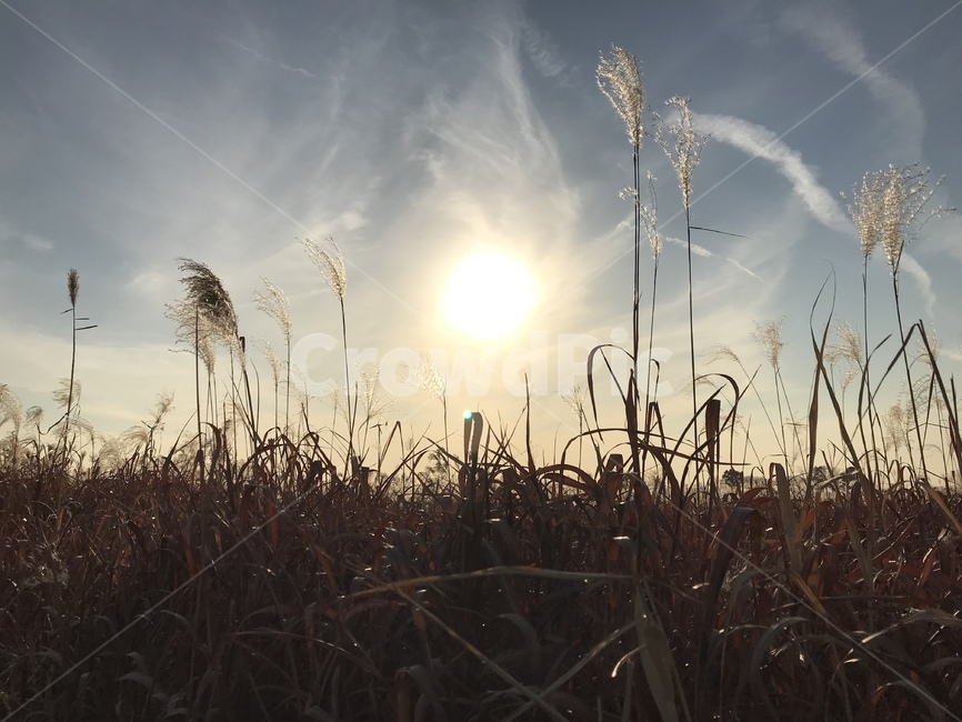 갈대,가을,갈대밭,감성,자연,하늘,자연,풍경,nature,landscape,grass,잔디,plant,식물,lawn,reed