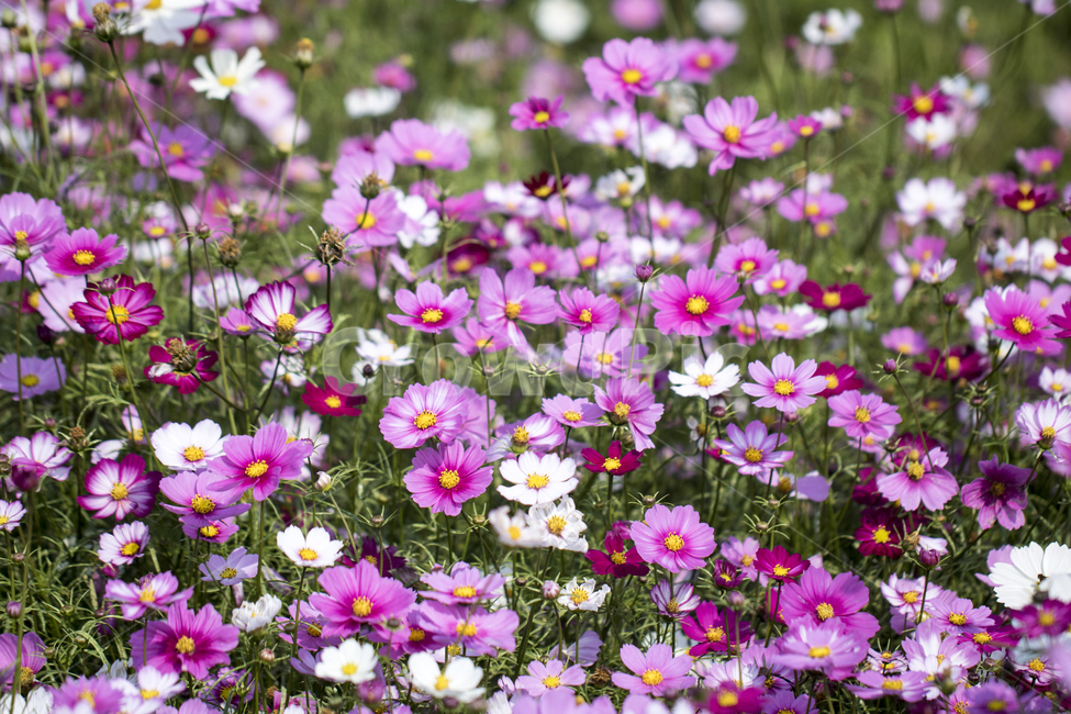 코스모스,꽃밭,꽃,식물,자연,가을,가을,계절,fall,autumn,season,식물,자연,plants,nature,꽃,flower,plant,blossom,anemone,아네모네,geranium,제라늄