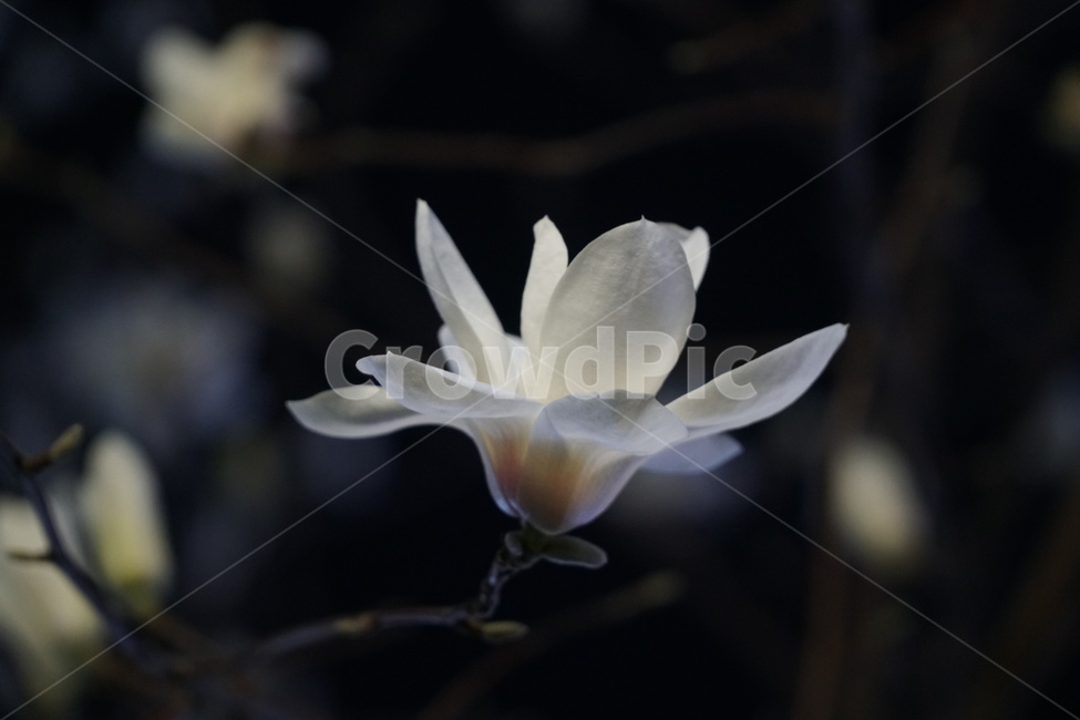 목련,목련꽃,봄꽃,magnolia,꽃,봄,봄에피는꽃,3월에피는꽃,봄,계절,spring,season,식물,자연,plants,nature,꽃,flower,plant