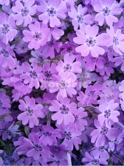 꽃,flower,봄꽃,식물,꽃밭,보라색