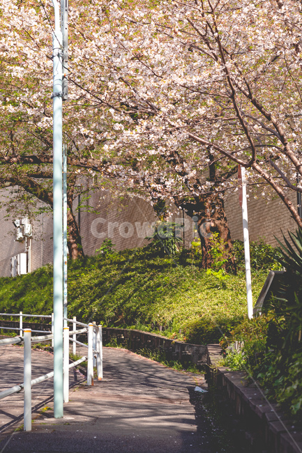 벚꽃,마지막잎새,풍경,꽃나무,꽃길,일본