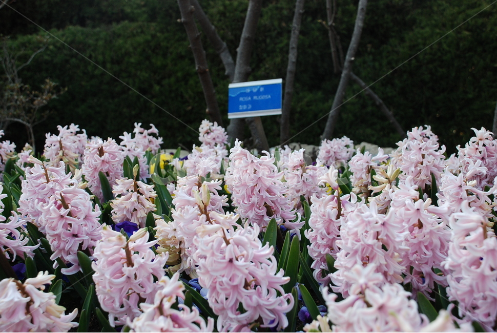 꽃,flower,식물,plant,blossom,식물,자연,plants,nature,꽃,flower