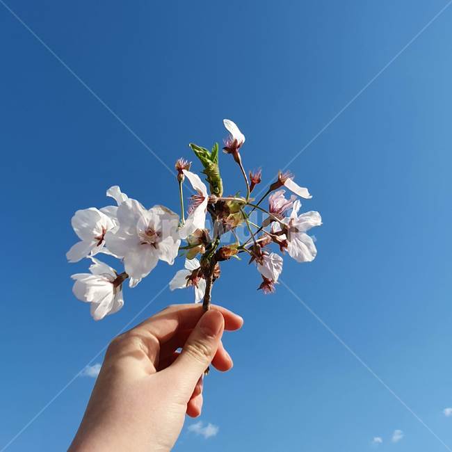 벚꽃,꽃,봄,계절,푸른하늘,풍경