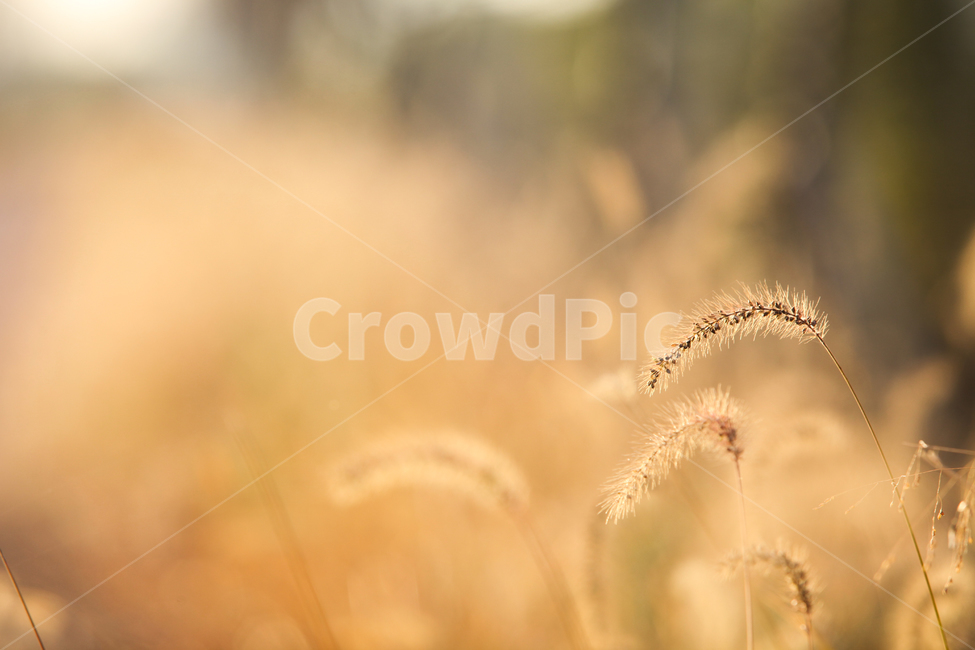 가을,가을풍경,가을갈대,갈대,갈대숲,자연,계절,fallautumnseason,식물,plants,가을,계절,fall,autumn,season,식물,자연,plants,nature,감성,sensible,feeling,grass,잔디,plant,lawn,reed
