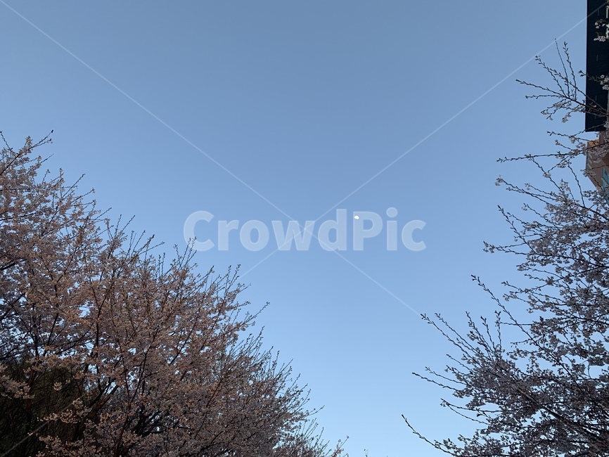 벚꽃,봄,달,오후,하늘,감성,sky,flower,spring,afternoon,moon