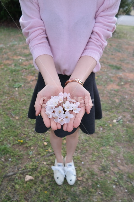 인간,human,person,사람,꽃,벚꽃,손,여자,봄,식물,자연,plants,nature,꽃,flower,신체일부,몸,body