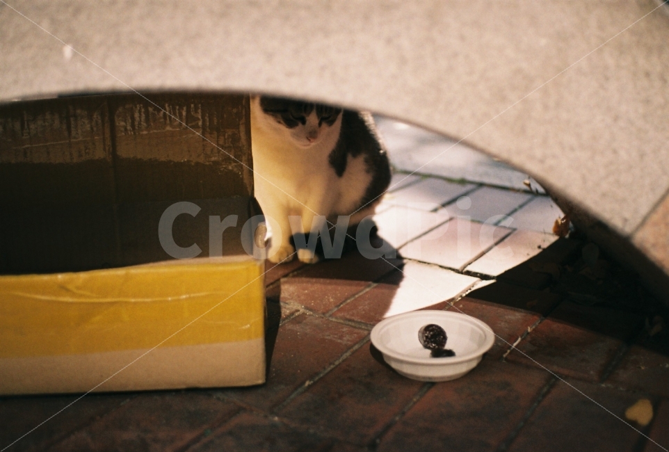 	고양이,길고양이,길냥이,동물,자연,생명,야생동물,미묘,미냥,아련,아련사진,증명사진,야생,cat,kitty,kitten,cute,lovely,pet,animal,street,streetcat,stray,straycat,wild,wildlife,wildanimal,wildcat,beauty,beautiful,natuer,natural,순대,동물,animal,포유류,mammal,고양이,cat,kitten,kitty,감성,sensible,feeling