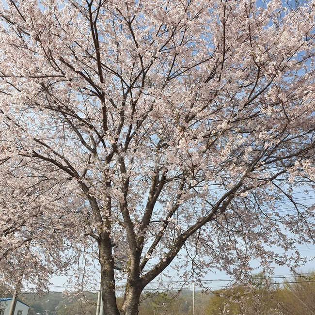 봄,하늘,벚꽃,분홍,핑크