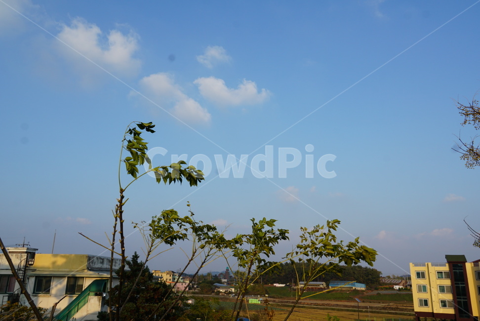 구슬나무,나무,자연,하늘,하늘색,구름,구슬,시골,마을,풍경,landscape,country,rural,town