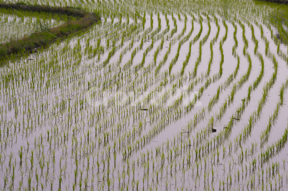 논,물길,여름,벼,쌀,논길,논두렁,scene,view,feeling,emotion,nature,landscape,season,풍경,감정,감성,자연,계절,뷰티,rice,water,summer,풍경사진,감성사진,정취