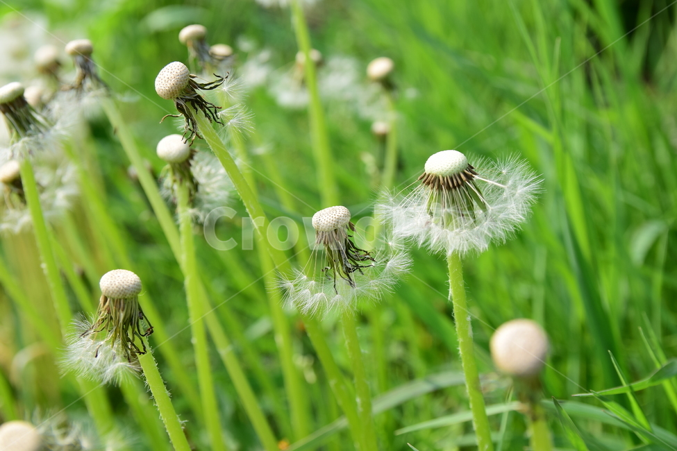 민들레,민들레홀씨,홀씨,감성사진,식물,자연,감성,꽃,plant,flower,nature,힌색,솜털,줄기