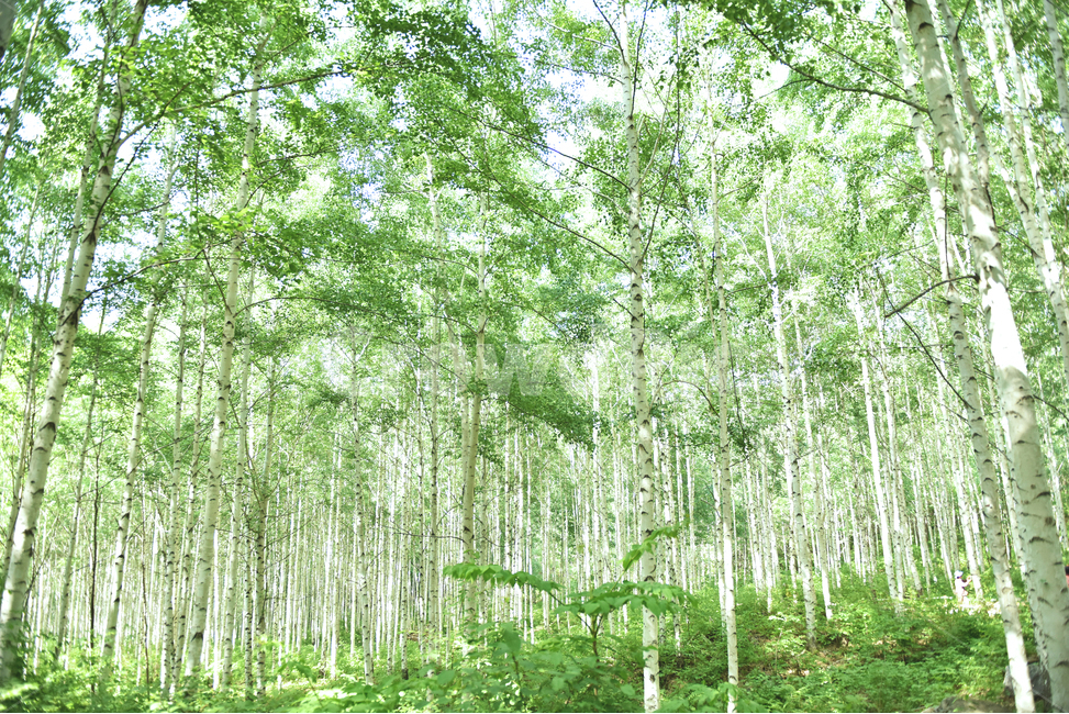 자작나무,숲,자작나무숲,길,숲길,자연,식물,자연,풍경,nature,landscape,식물,plants,나무,trees,wood,plant,tree,vegetation,초목