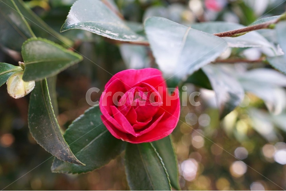 가을,식물,자연,rose,동백꽃