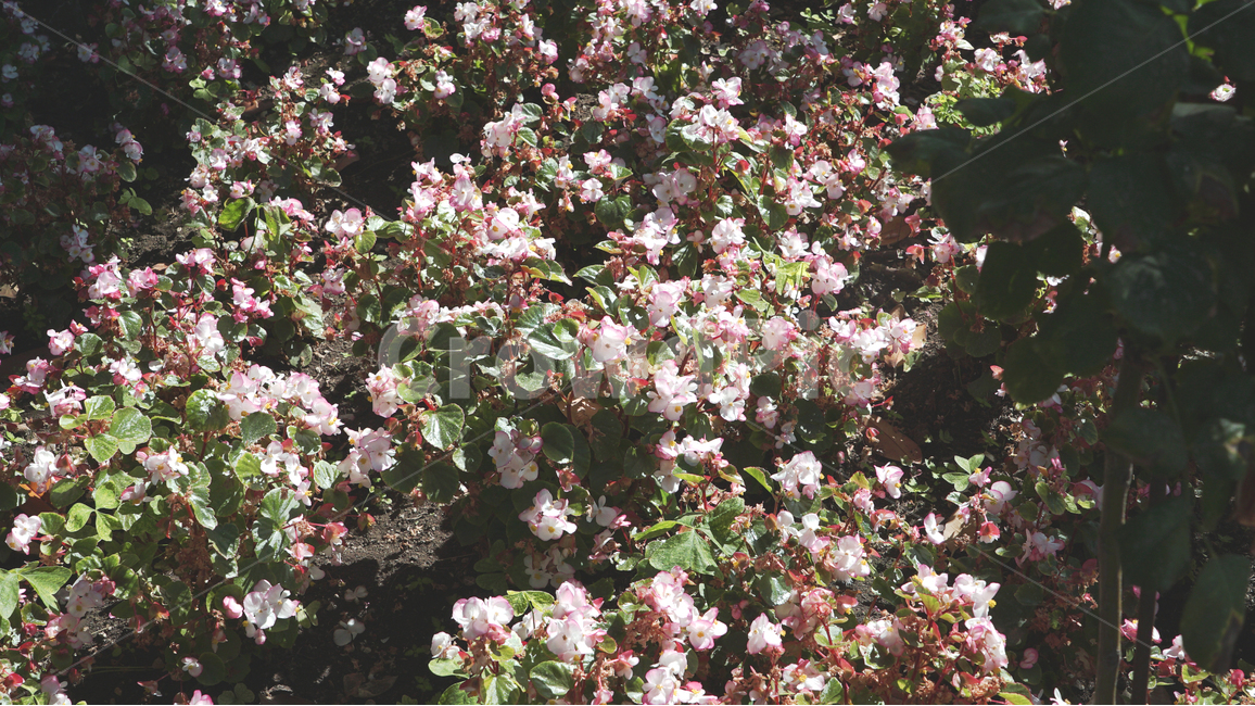 꽃,봄,개화,spring,flower,감성,분위기,봄,계절,spring,season,식물,자연,plants,nature,꽃,flower,plant,blossom
