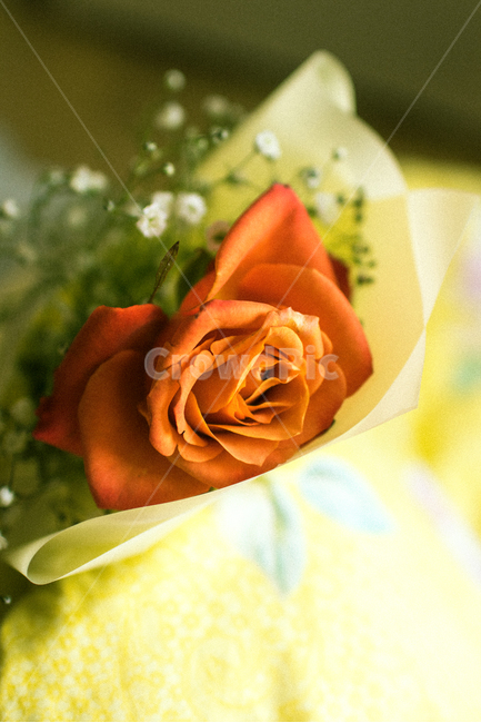 장미,꽃,분위기,스냅,선물,식물,자연,plants,nature,꽃,flower,기념일,축하,anniversary,congratulation,celebrate,celebration
