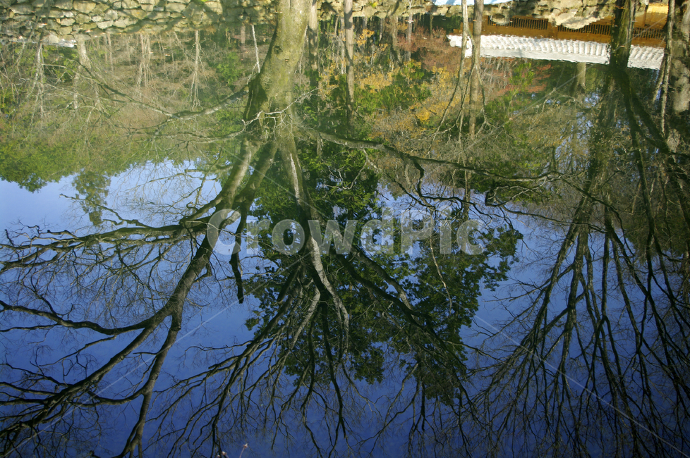 연못,나무,반영,하늘,풍경,자연,풍경,nature,landscape,outdoors,옥외,land,땅,water,물,swamp,늪,marsh,습지,bog,변소