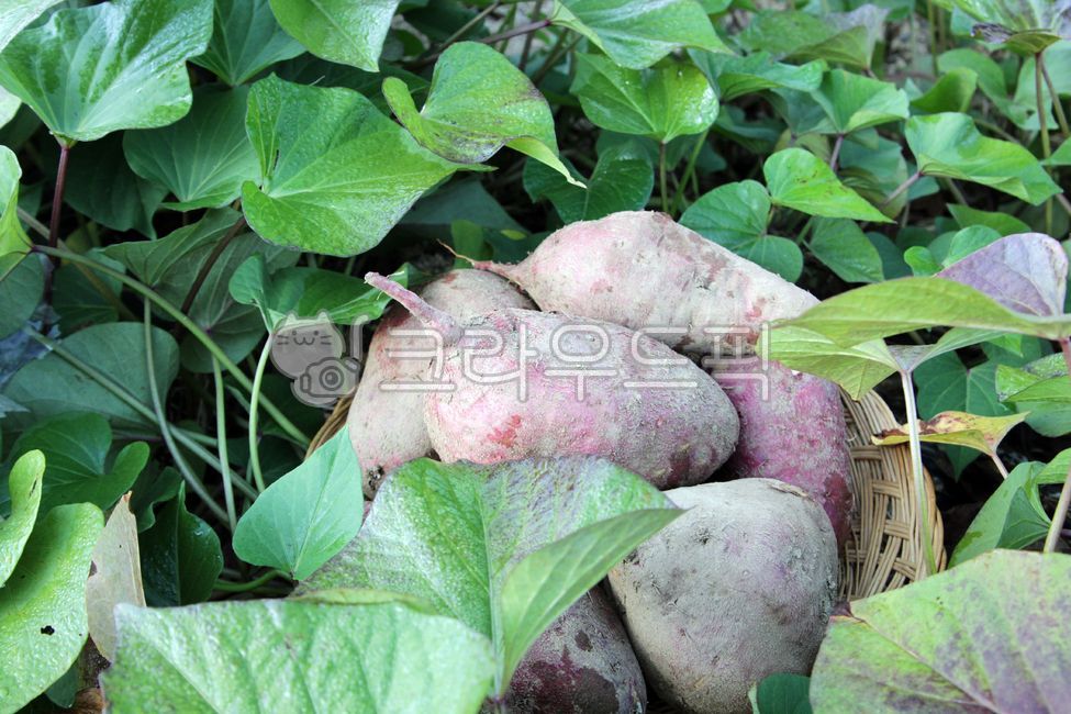 chestnut sweet potato,sweet potato stem,sweet potato,Sweet potato farming,Sweet Potato Harvest,plant,sweet potato field