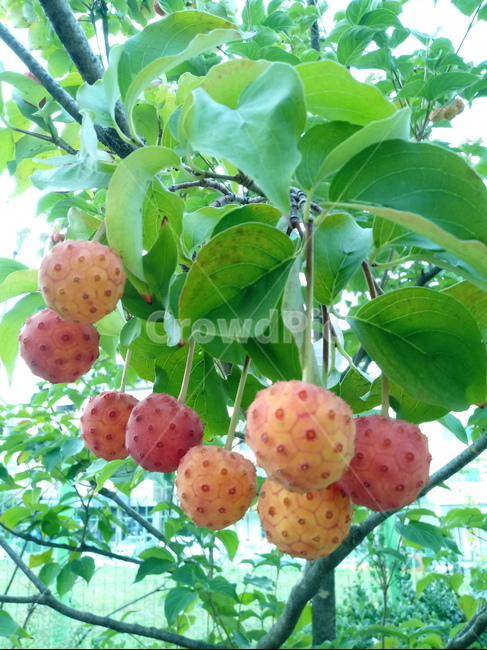 산딸나무,식물,열매,plant,들매나무,미영꽃나무,四照花,kousadogwood,준딸나무,소리딸나무,애기산딸나무,굳은산딸나무,과일,열매,fruit