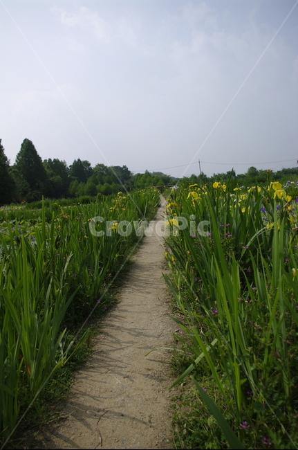 초록,신록,나무,식물,plant,길,하늘,자연,풍경,nature,landscape,field,들
