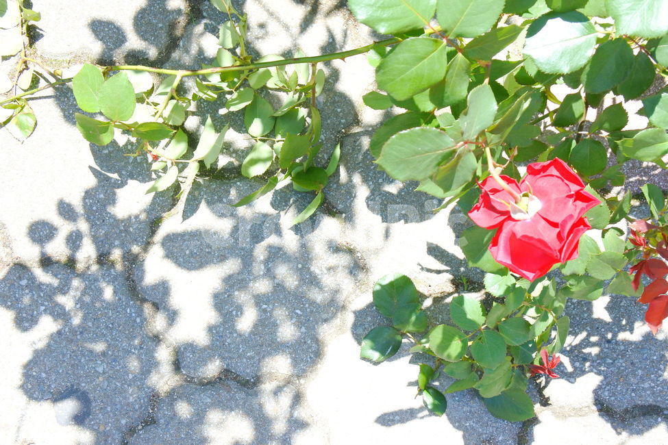장미,여름,자연,꽃,로즈,색감,green,rose