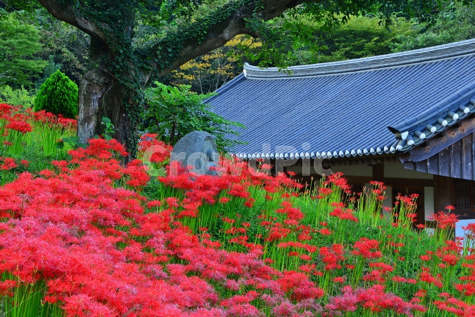 nature,자연,scenery,풍경,outdoors,옥외,landscape,경치,함평,용천사,사적지,문화재,꽃무릇,상사화,사찰,절,불교