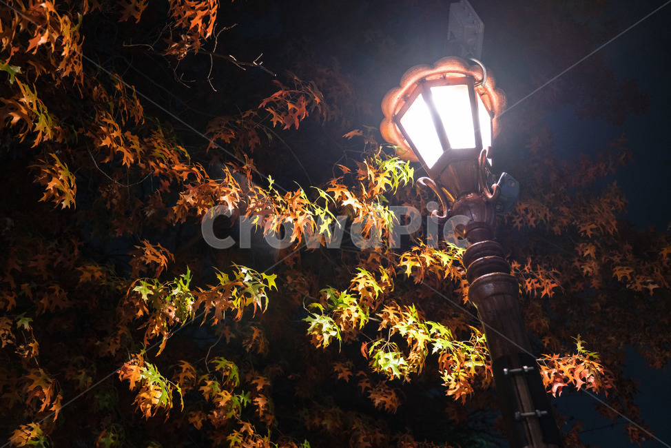 가을,단풍,조명,빛,낙엽,길거리,보케,갈색,밤,저녁,야경,길,autumn,fall,light,maple,maples,road,night,street,가을,계절,fall,autumn,season,야경,밤,풍경,nightscape,night,landscape,lamp post,램프 포스트