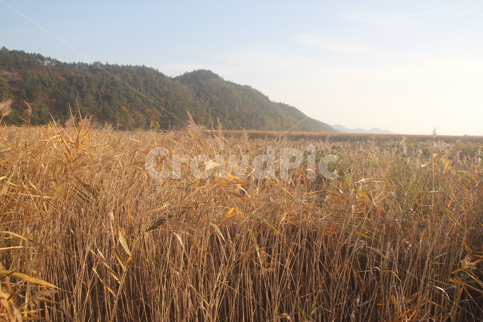 갈대,순천만,순천만갈대,들판,reed