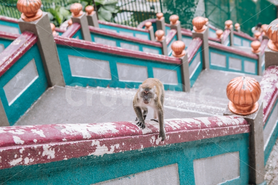 원숭이,동물,말레이시아,쿠알라룸푸르,바투동굴,계단,해외,여행,monkey,animal,malaysia,동물,animal,포유류,mammal
