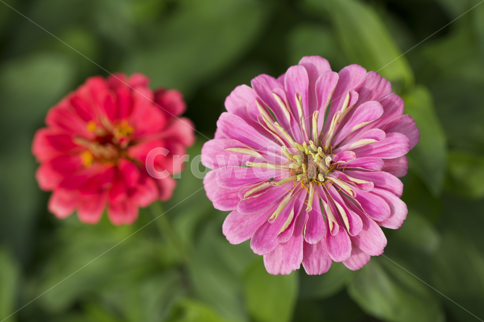 백일홍,꽃,백일홍꽃,백일초,식물,자연,가을,계절,핑크,식물,자연,plants,nature,꽃,flower